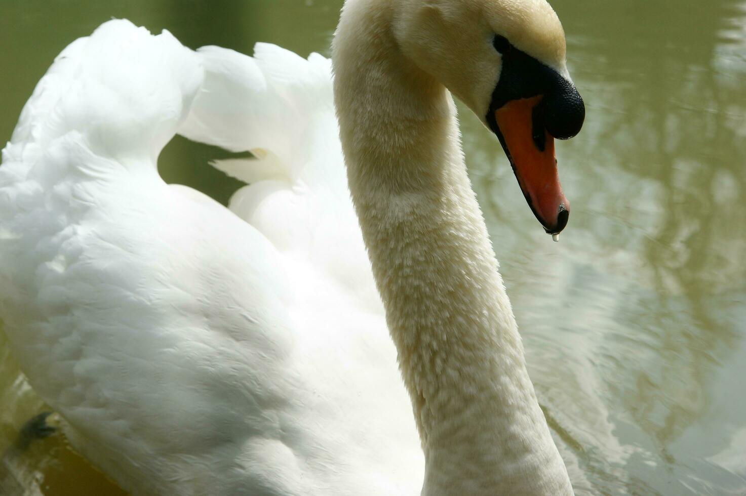 a white swan is floating in a pond photo