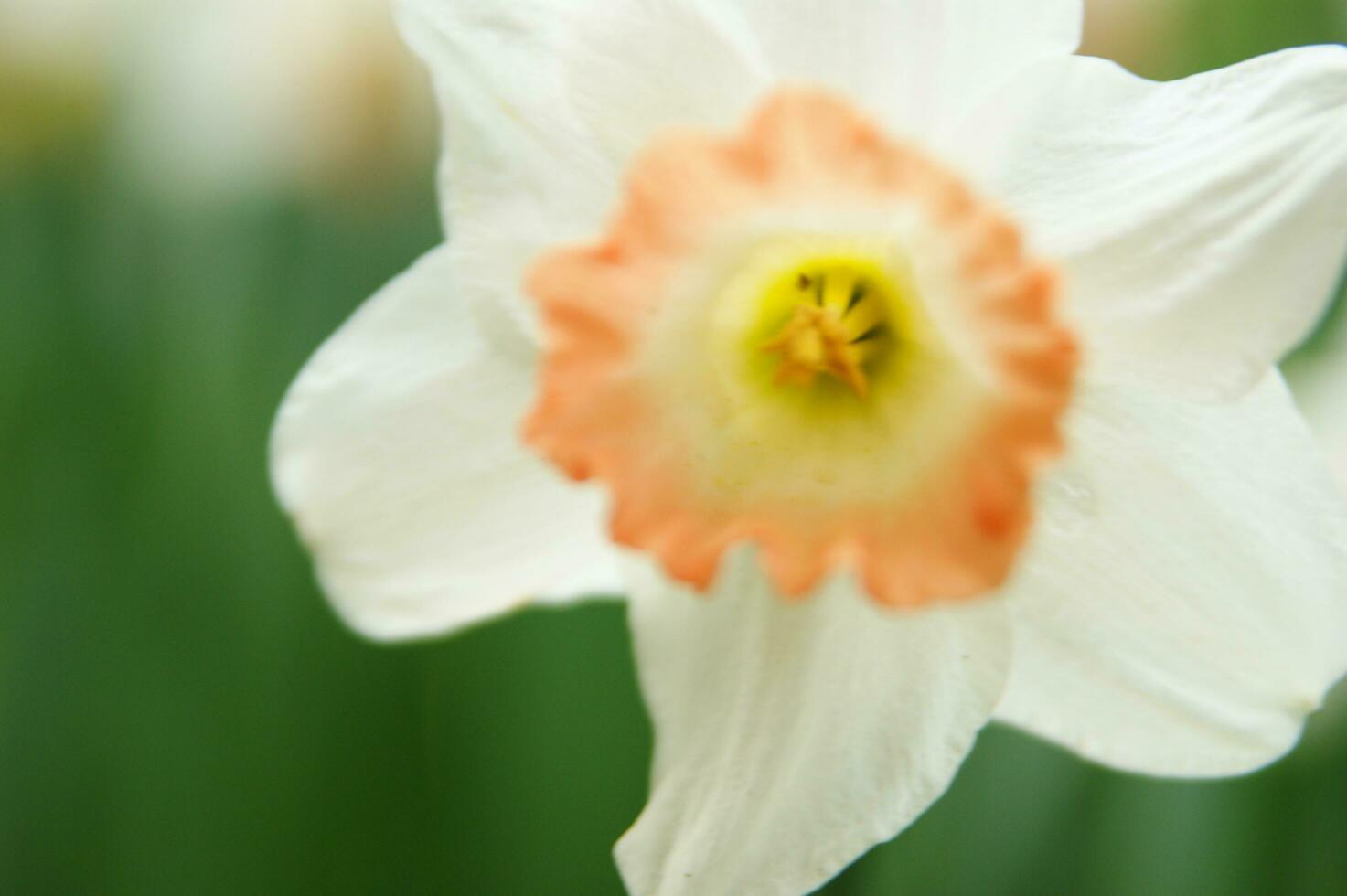 a field of yellow daffodils in the middle of a grassy field photo