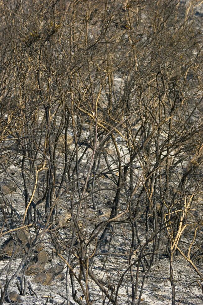 the remains of a forest after the fire photo