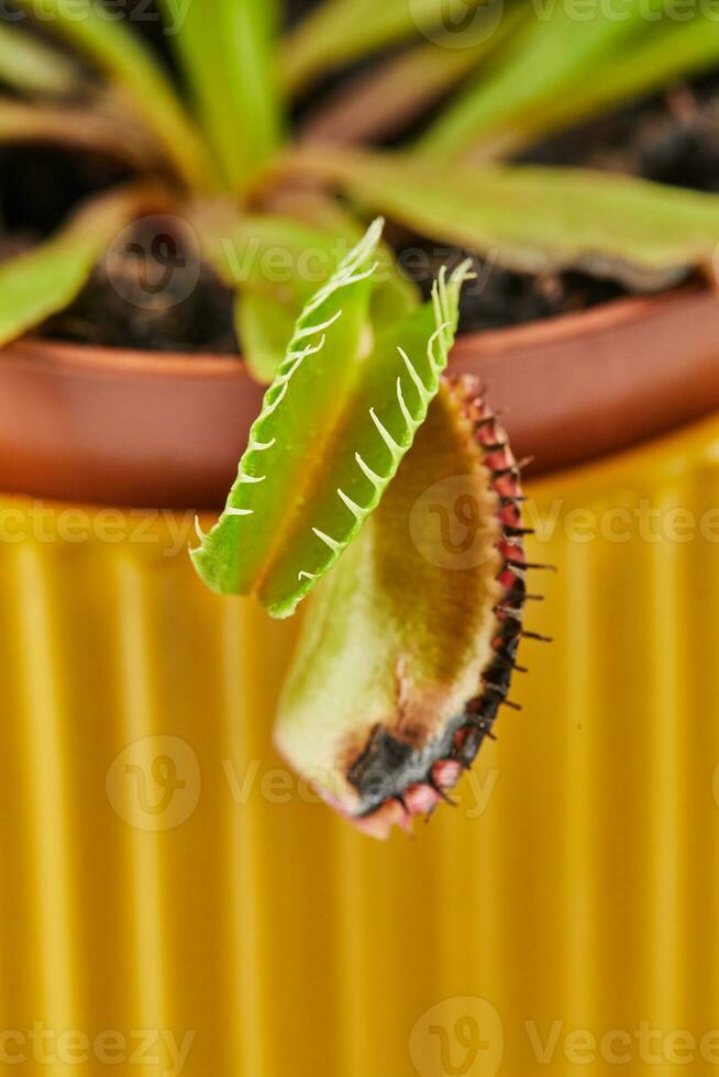 dionaea muscipula Venus atrapamoscas es carnívoro planta, carnívoro planta para atrapando insectos foto