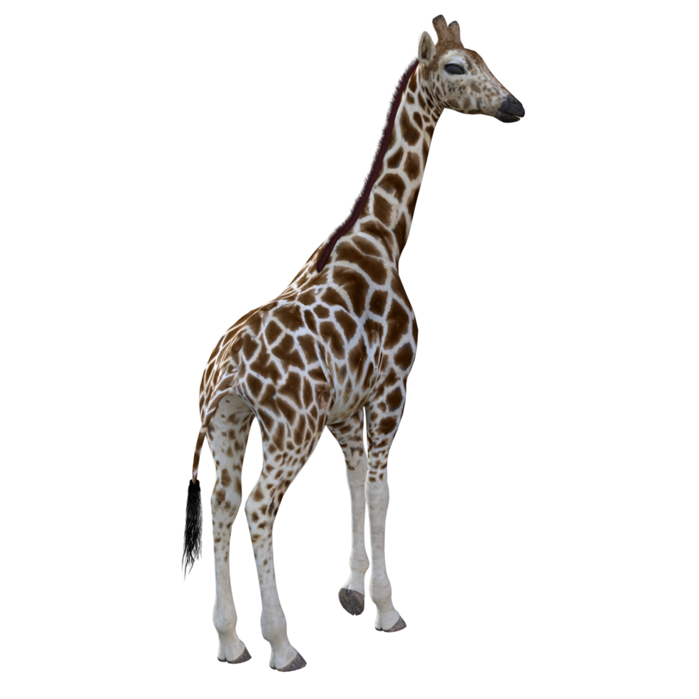 giraffe geïsoleerd 3d png