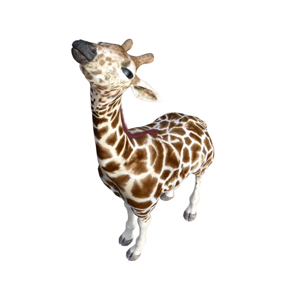 giraffe isolated 3d png