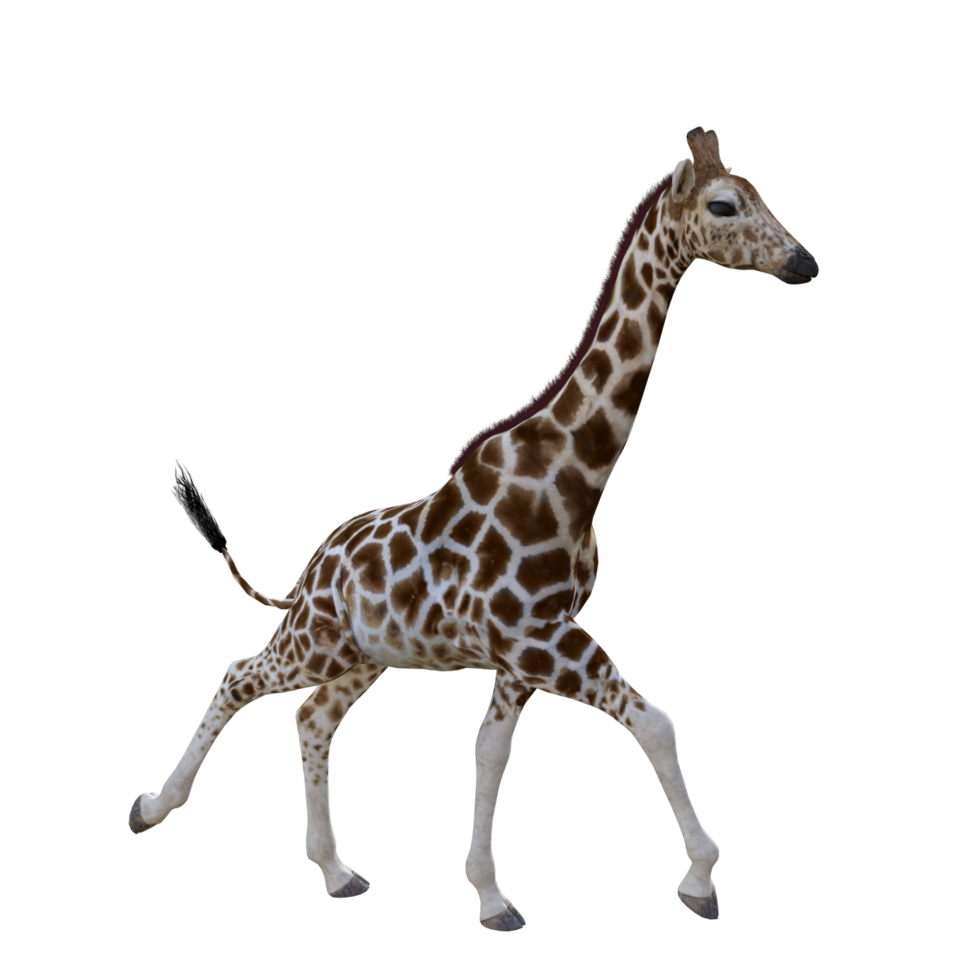 giraffe isolated 3d png