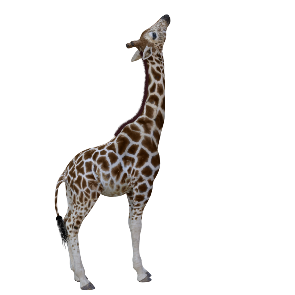 giraffe isolated 3d png