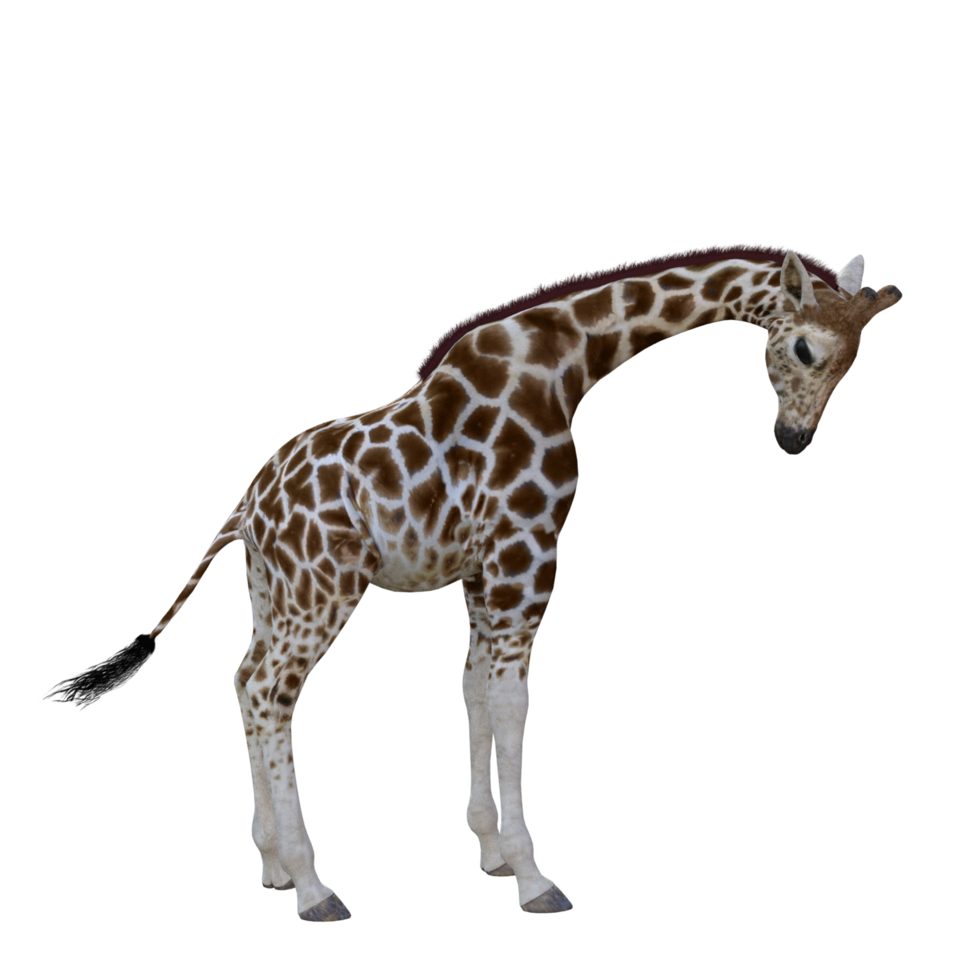 giraffe isolated 3d png