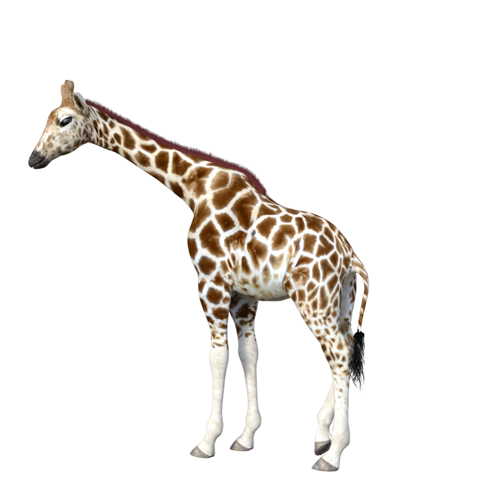 giraffe isolated 3d png