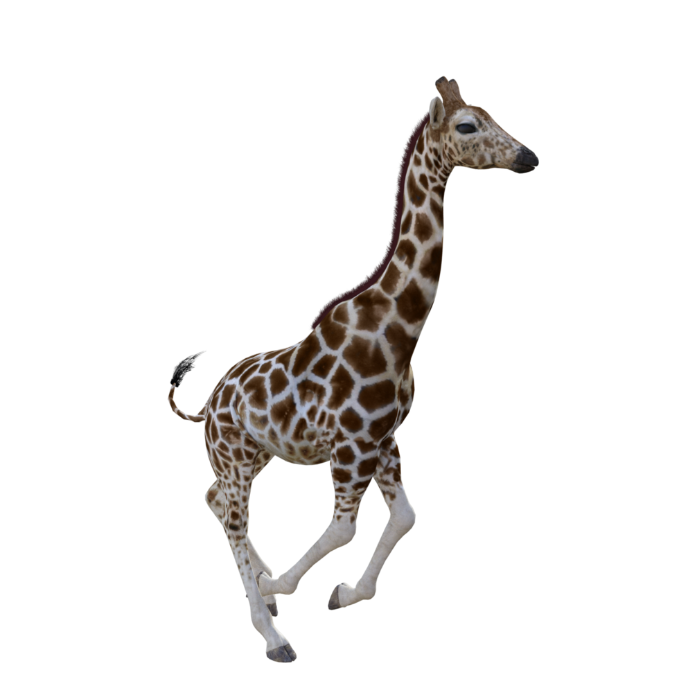 giraffe isolated 3d png