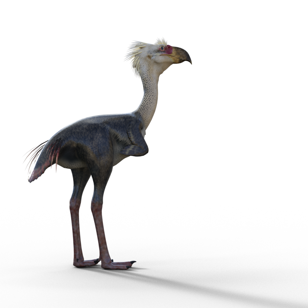 forusraco dinosauro isolato png