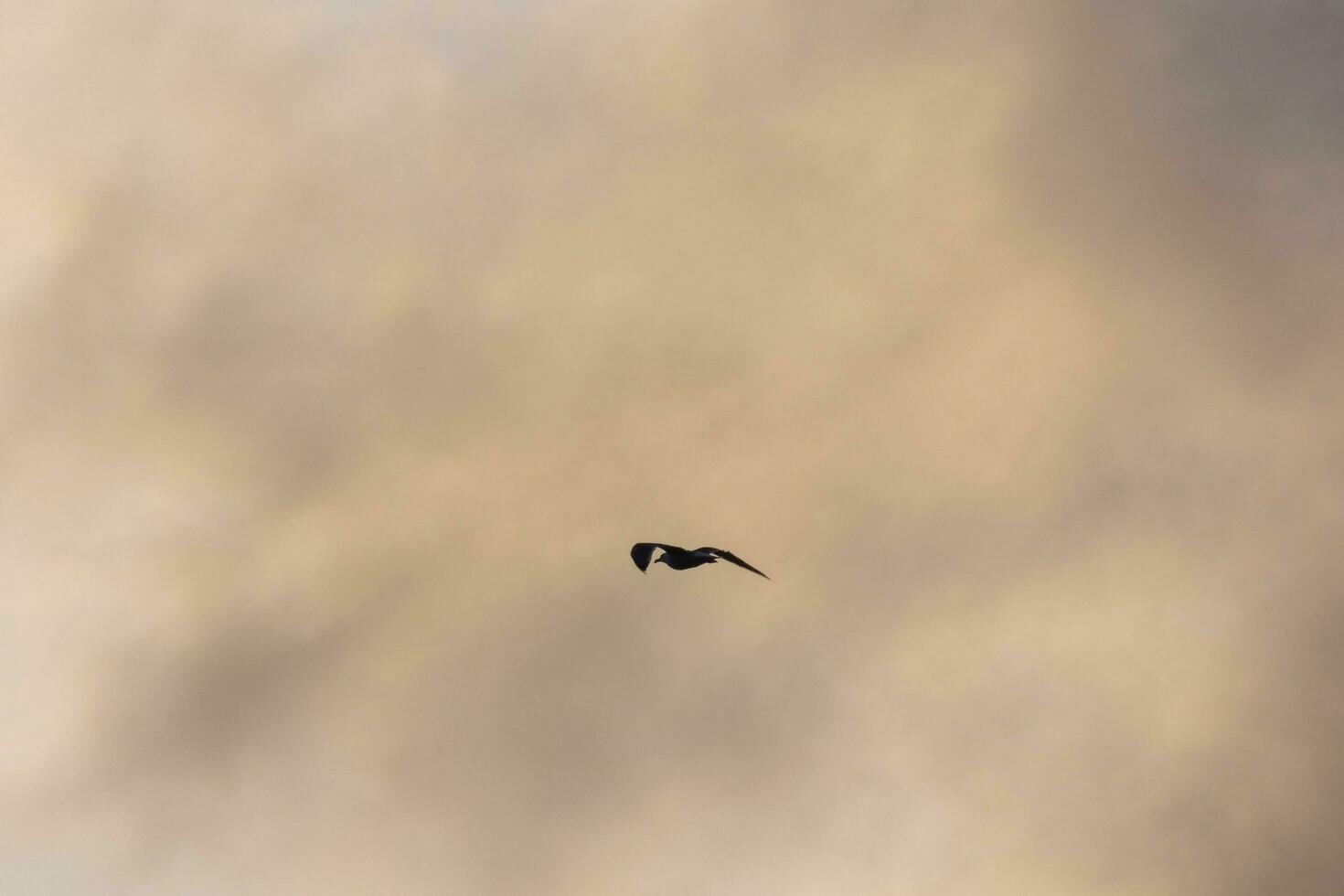 Seagulls flying in the Mediterranean sky, wild birds on the Catalan coast, Spain photo