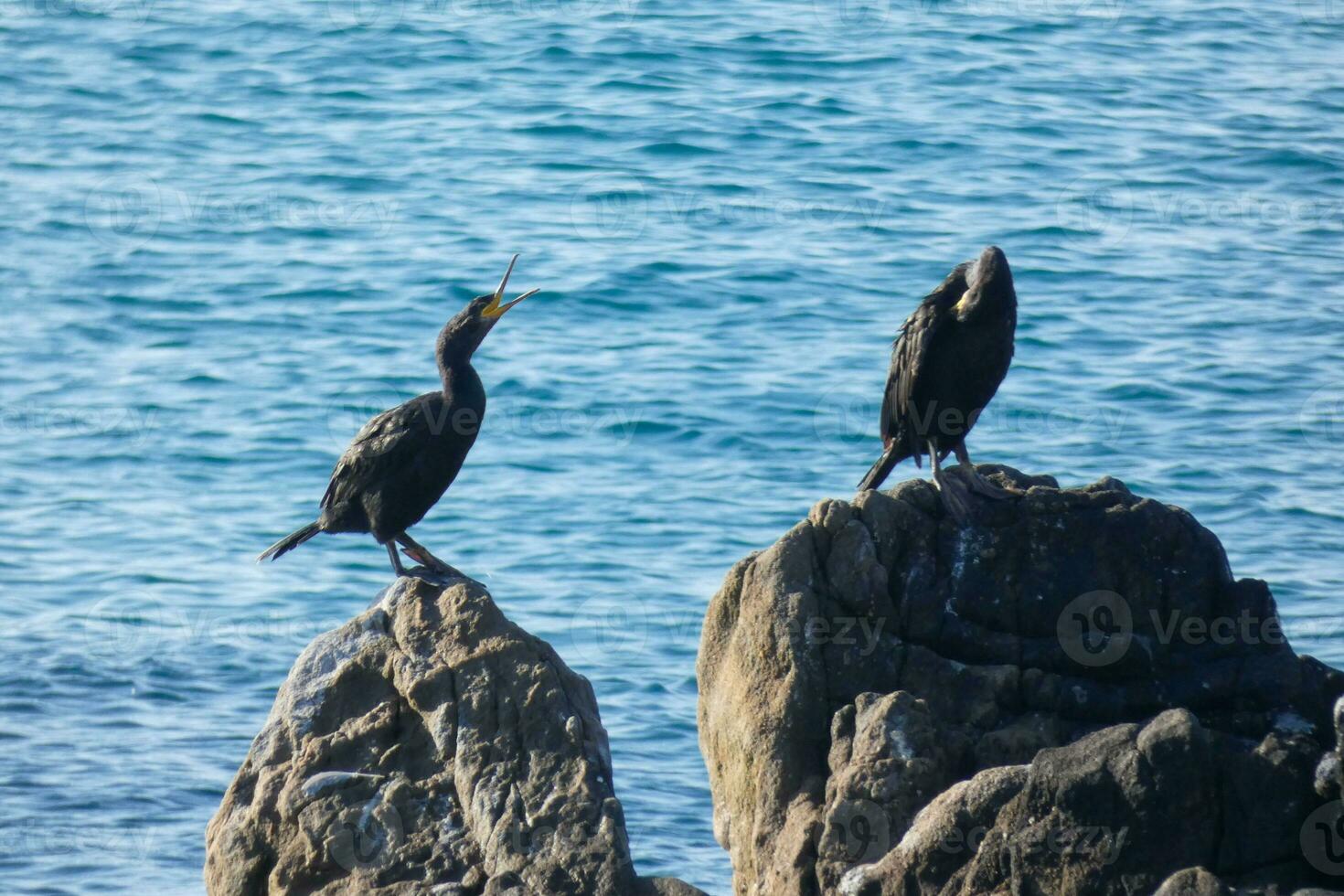 Corbarans, Seabirds on rocks close to the shore photo