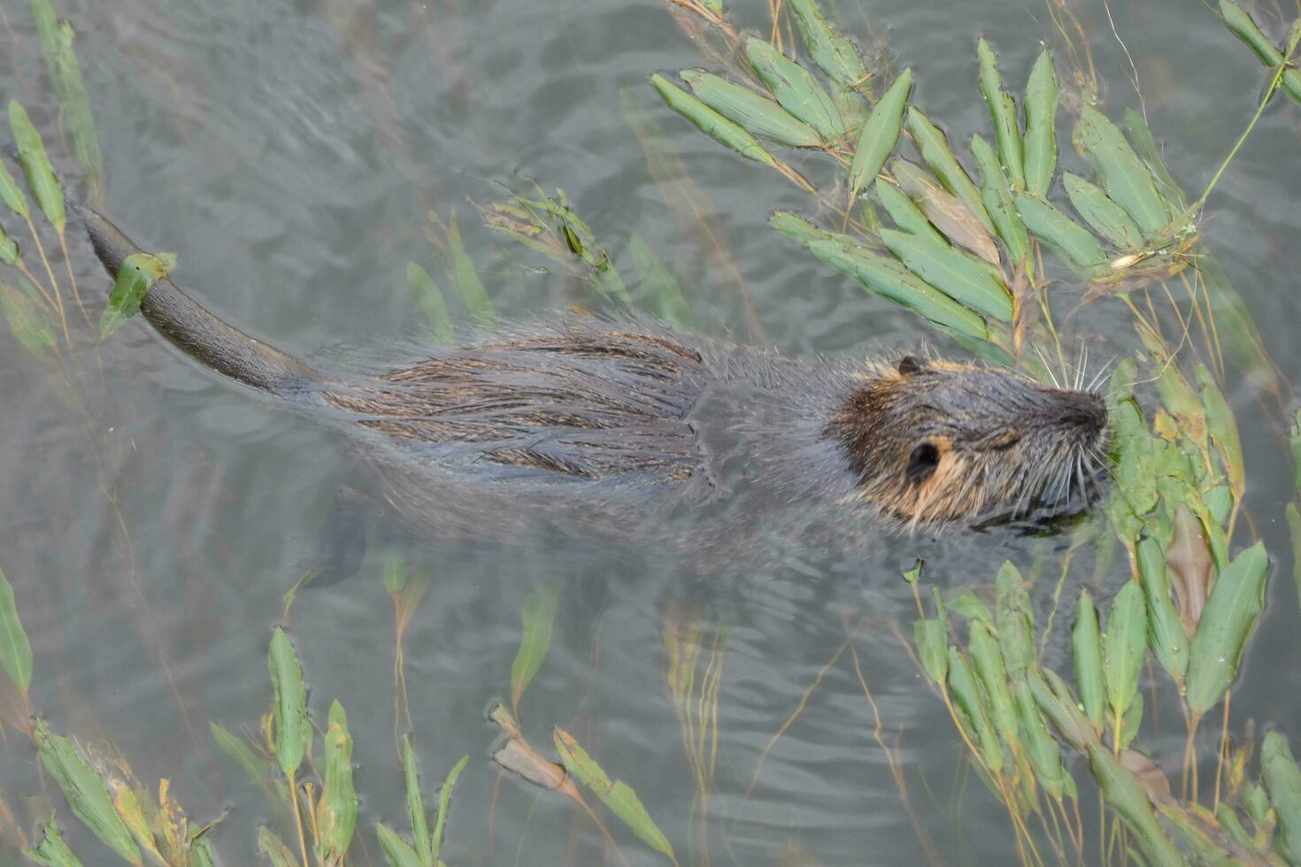Otter in the Onyar river in the center of the city of Girona. photo