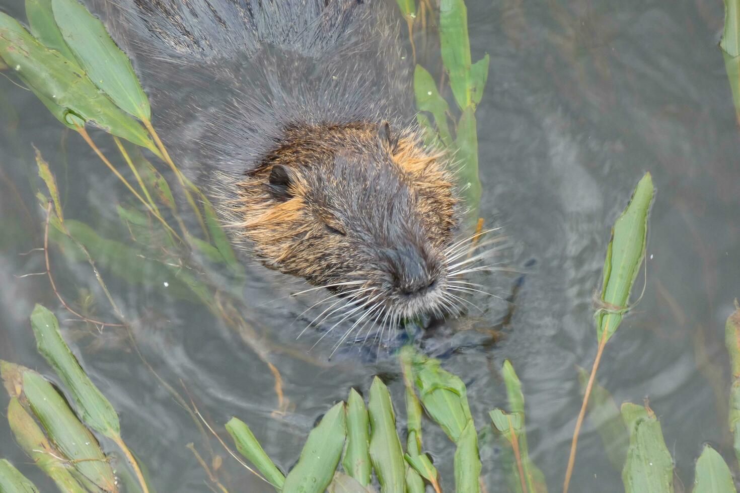 nutria en el onyar río en el centrar de el ciudad de gerona. foto