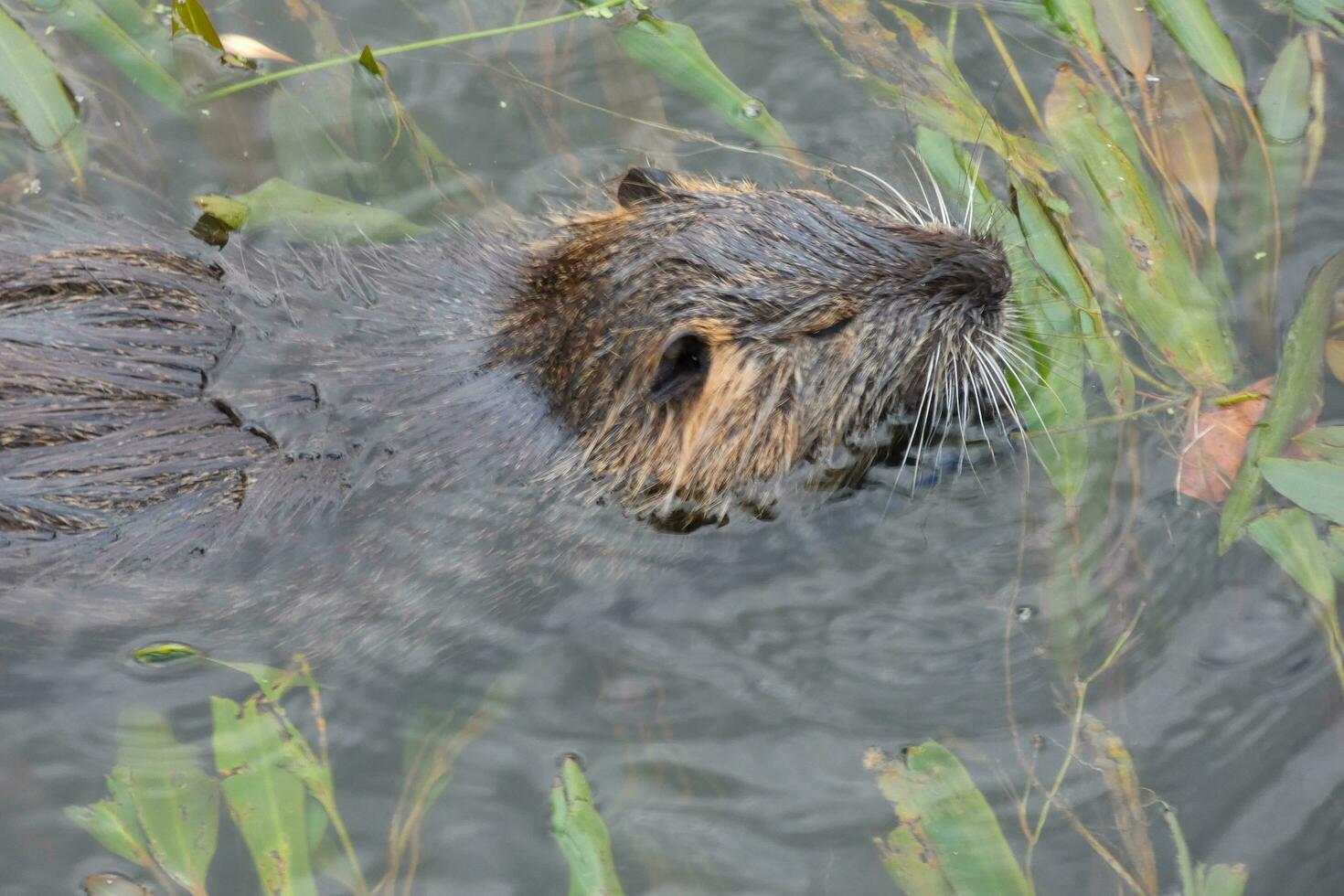 Otter in the Onyar river in the center of the city of Girona. photo