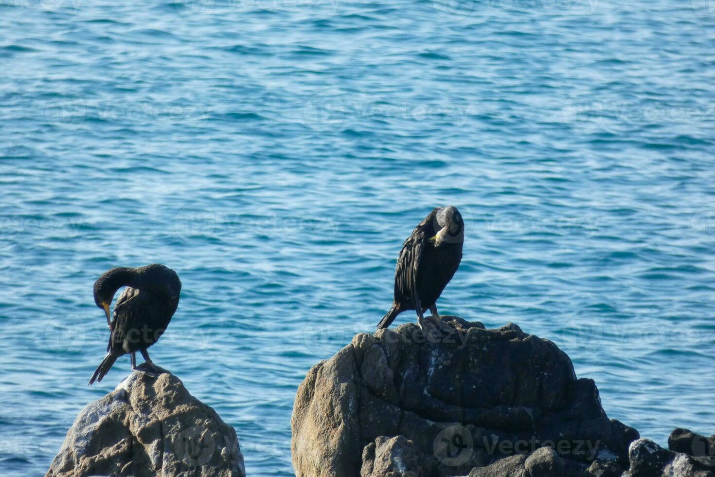 Corbarans, Seabirds on rocks close to the shore photo