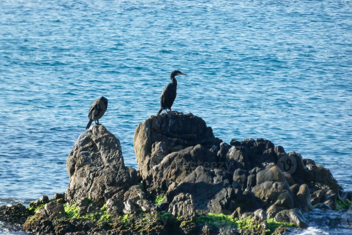 Corbarans, Seabirds on rocks close to the shore photo