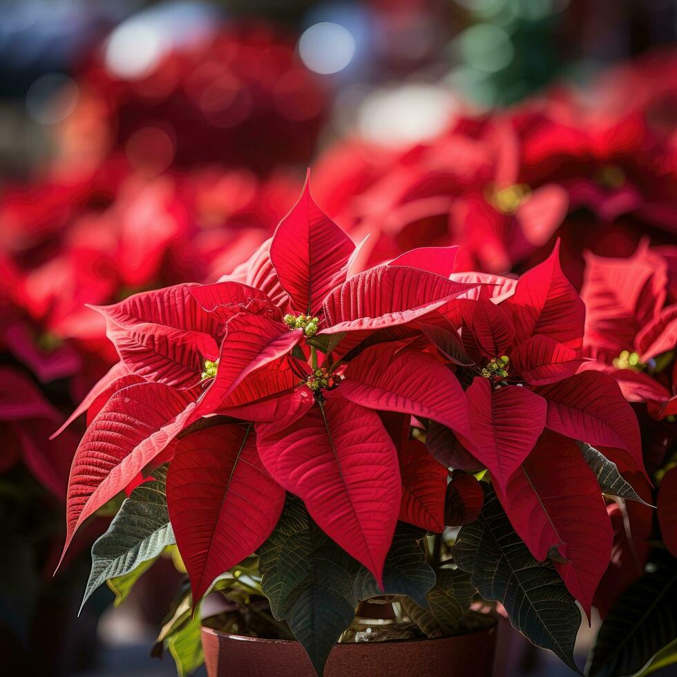 vibrante rojo flor de pascua en monitor a un fiesta mercado foto