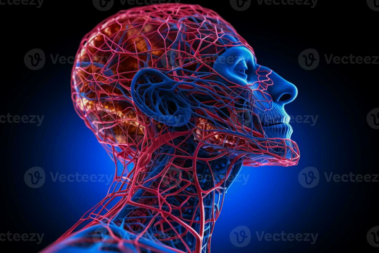 An examination of the circulatory and nervous systems in the head photo