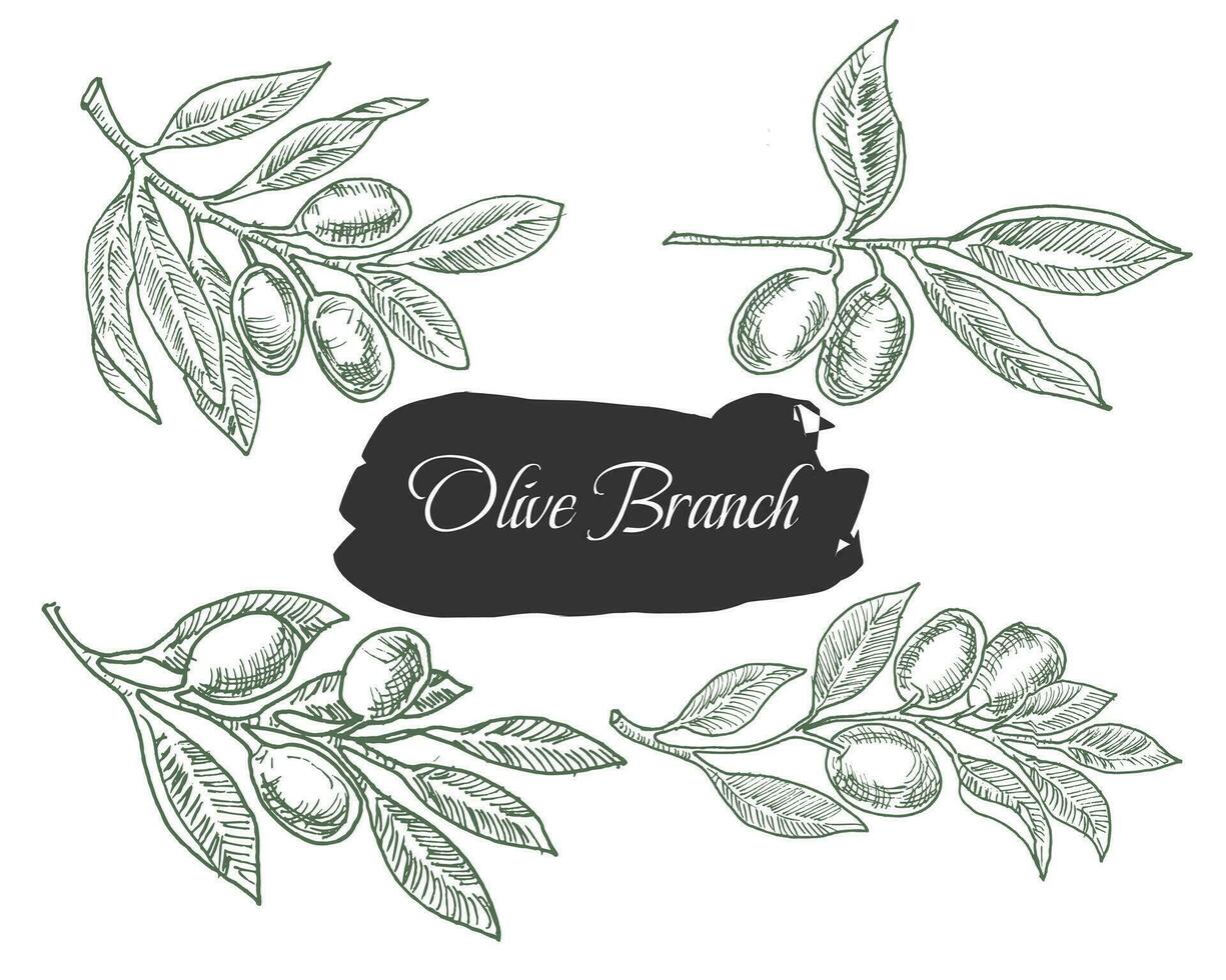 Hand Drawn Olive Branch and Leaves vector