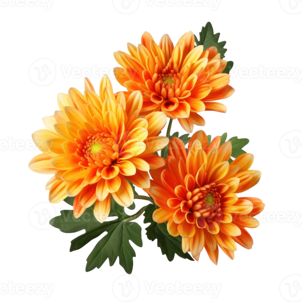 delicate orange chrysanthemum flowers, buds and leaves isolated over white background without shadow png