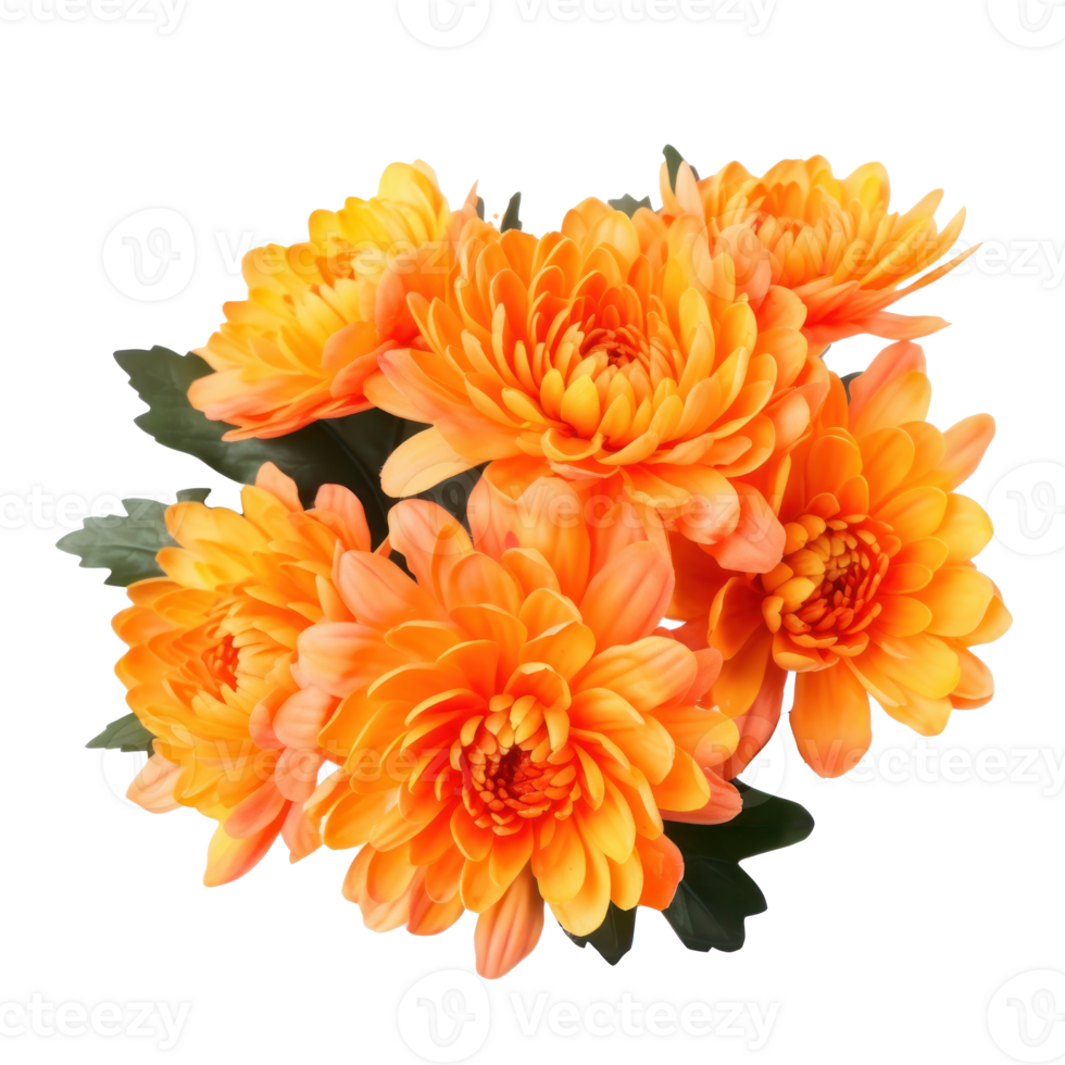 delicate orange chrysanthemum flowers, buds and leaves isolated over white background without shadow png