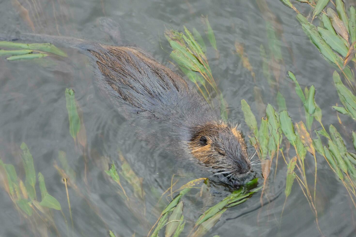 Otter in the Onyar river in the center of the city of Girona. photo
