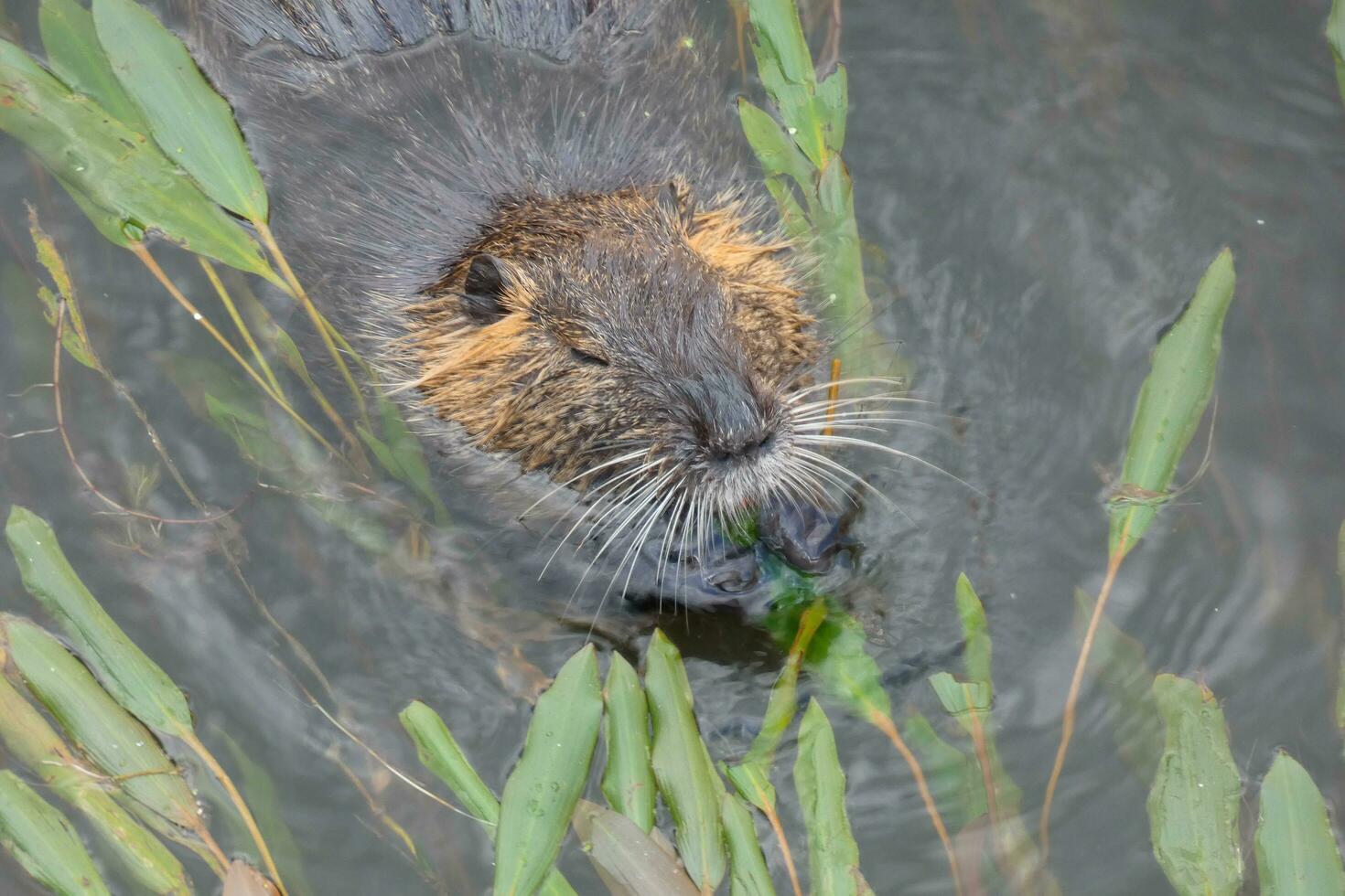 Otter in the Onyar river in the center of the city of Girona. photo
