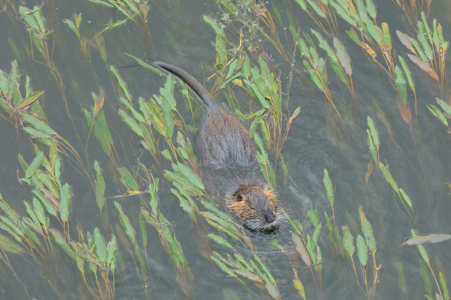 Otter in the Onyar river in the center of the city of Girona. photo