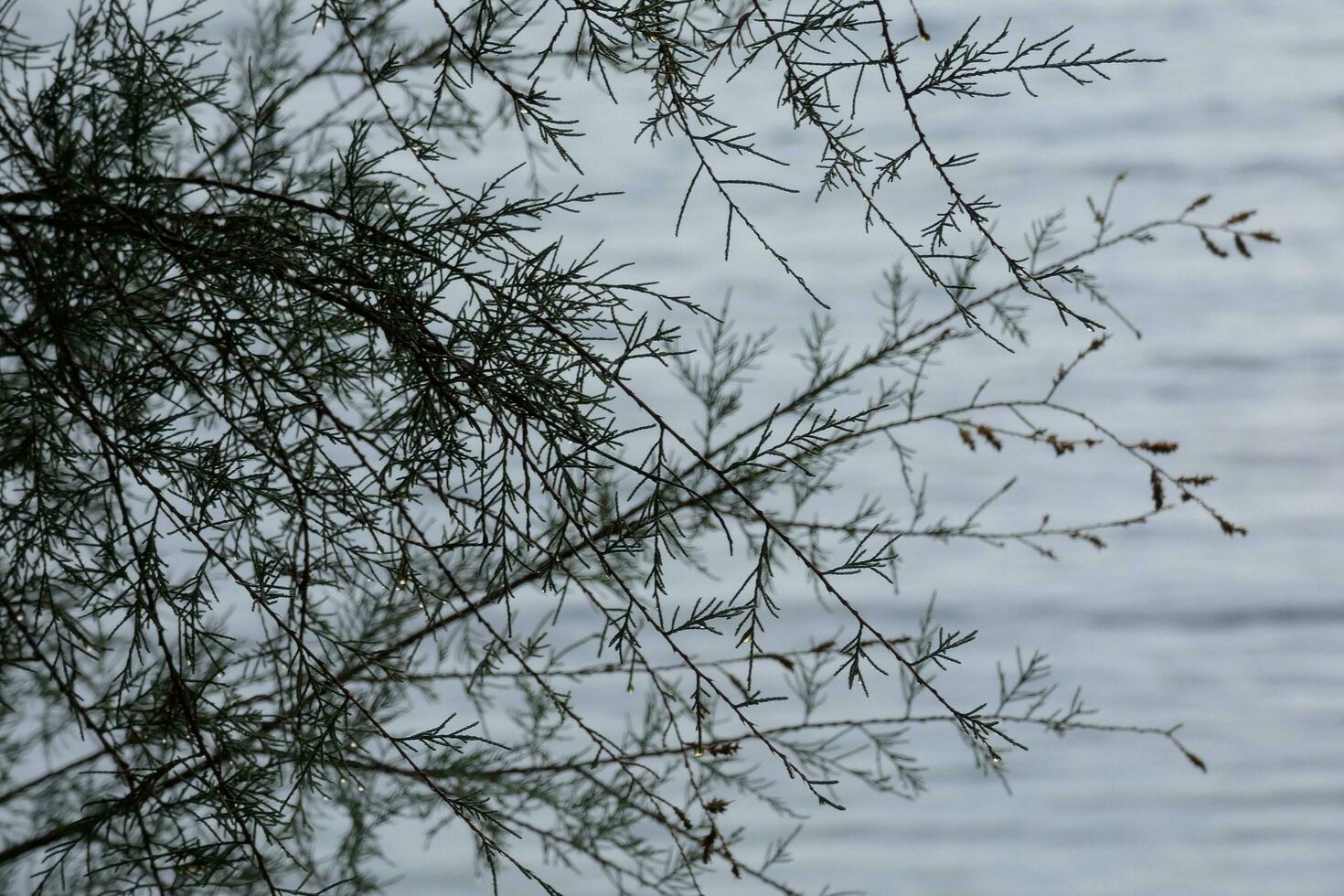 dried flowers and mediterranean leaves with marine background photo