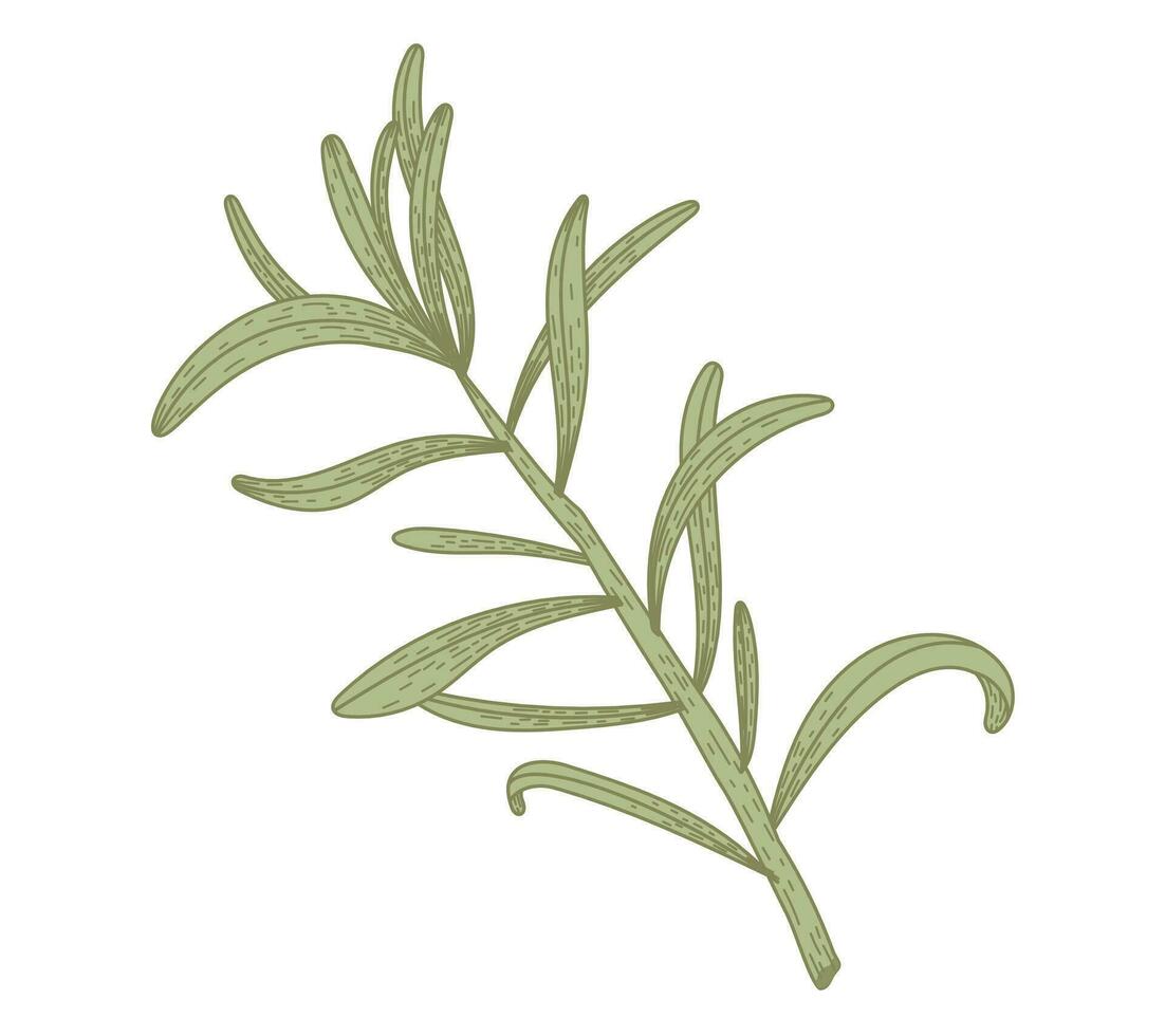 Isolated sea buckthorn branch with leaves. Natural green plant, vector flat illustration.