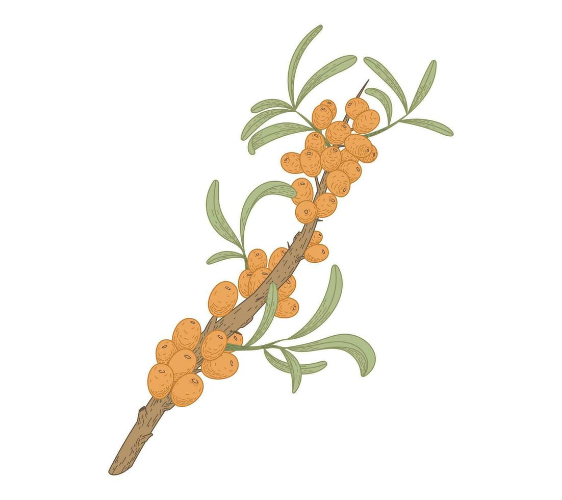 Isolated sea buckthorn branch with leaves and berries. Natural green plant, vector flat illustration.