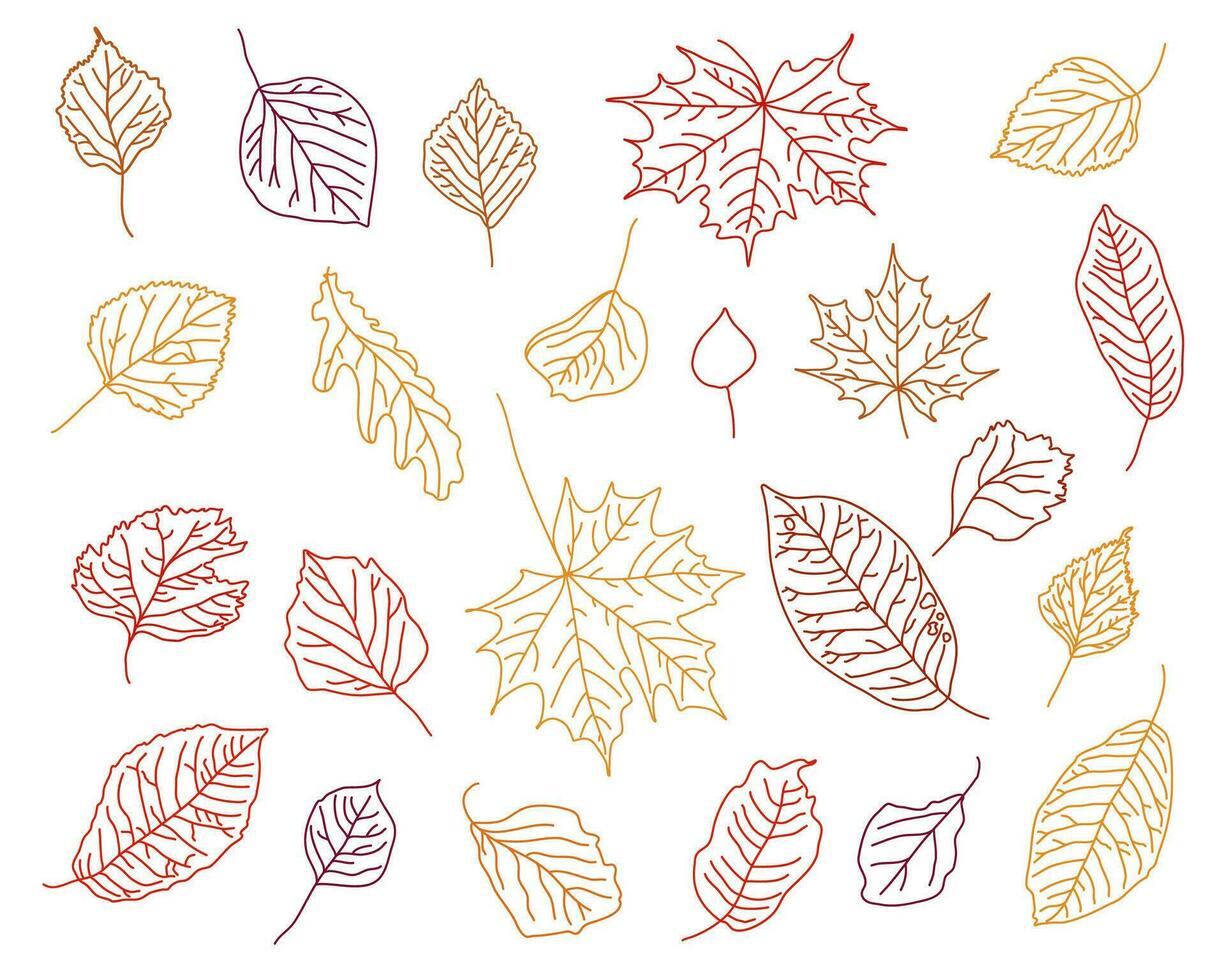 Vector set of hand drawn fall leaves, black outline of maple, birch, oak, aspen leaves in graphics