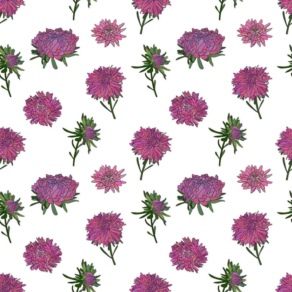 Vector botanical hand drawn pattern of asters flowers, daisies