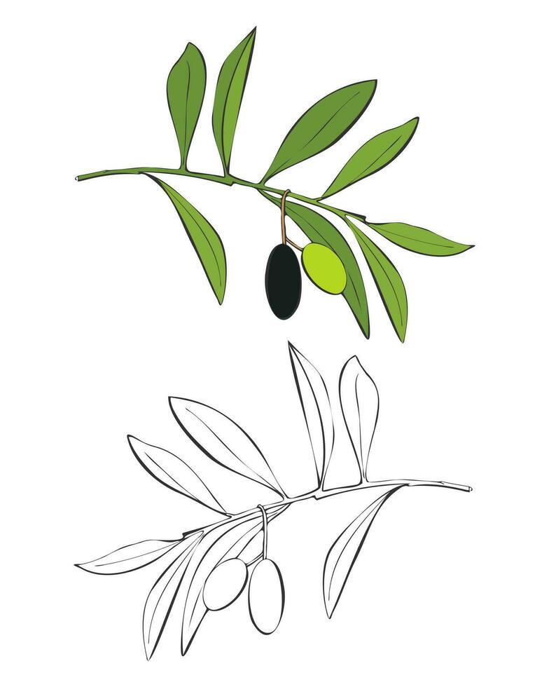 Olive branch with green and black berries, hand drawn outline illustration. vector
