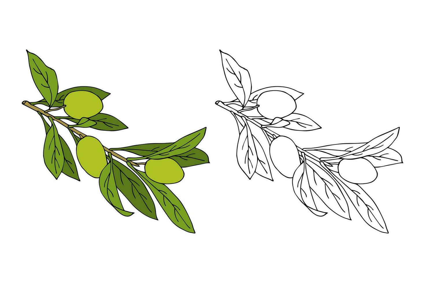 Olive branch with green fruits berries, hand drawn contour vector illustration.