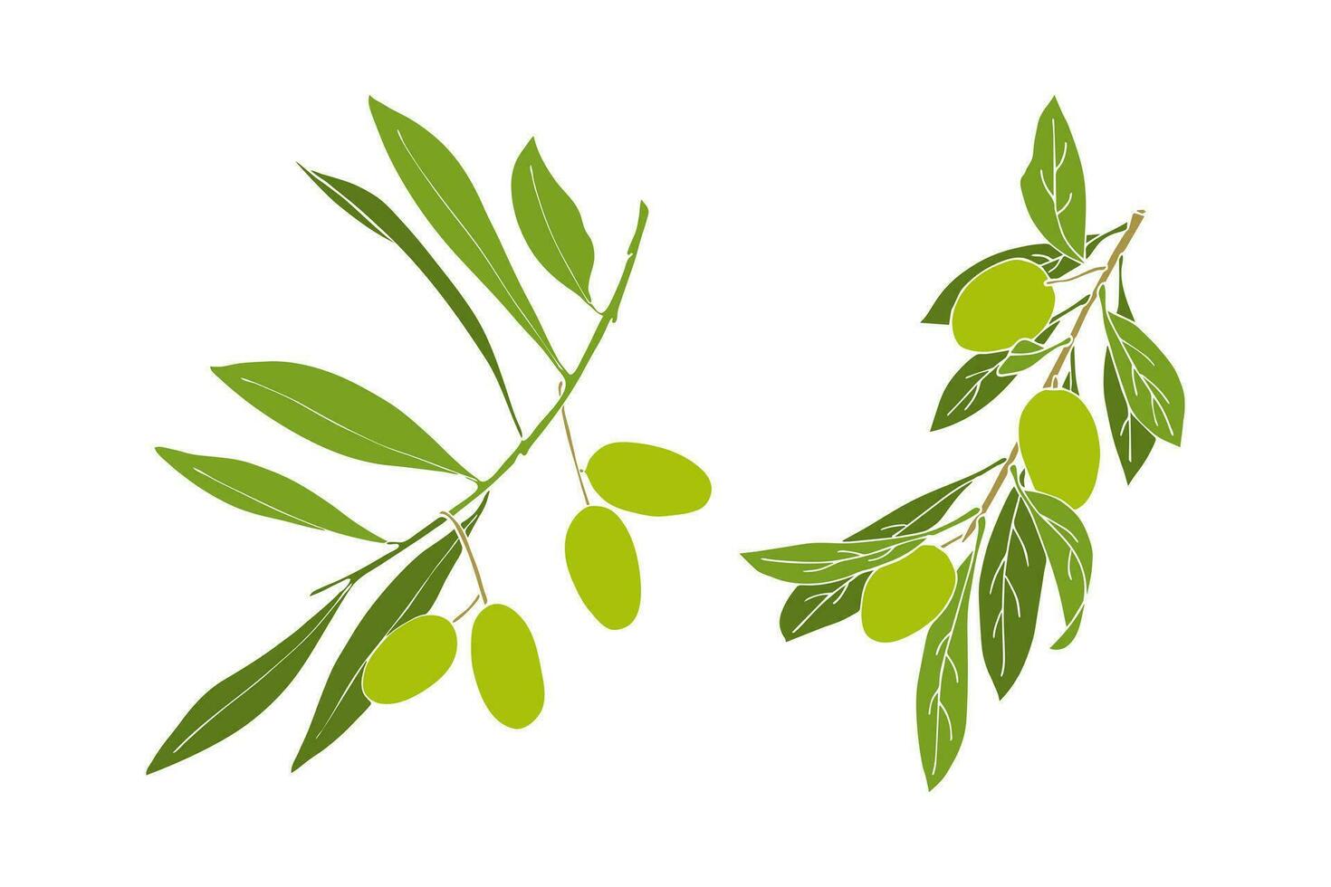 Set of olive branches with green fruits. vector