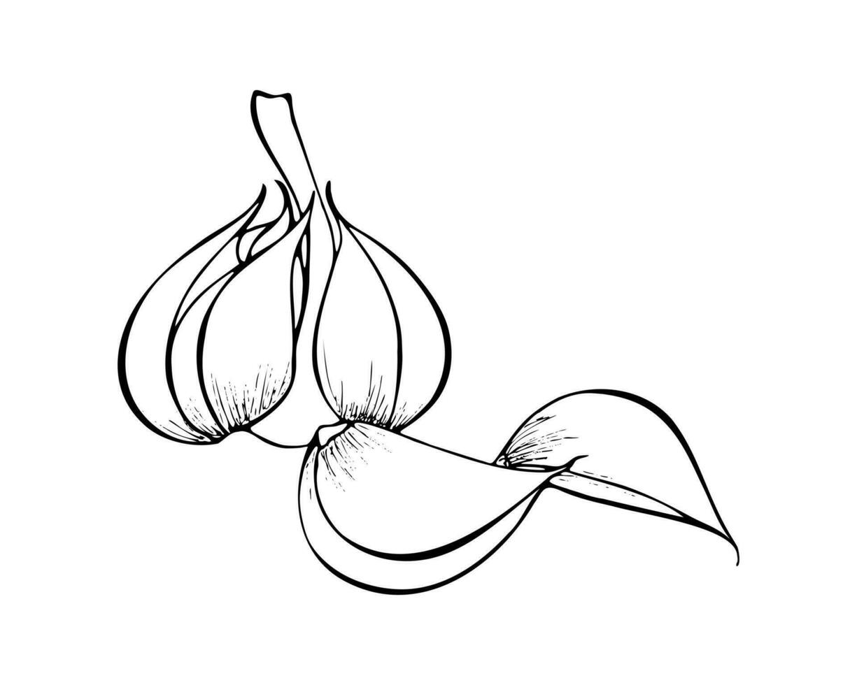 Garlic hand drawn black outline sketch. Isolated, white background. vector
