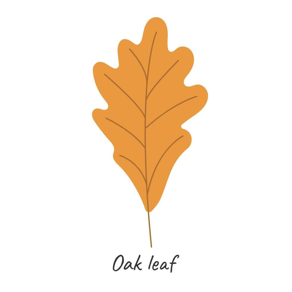 Oak autumn leaf. Vector illustration.