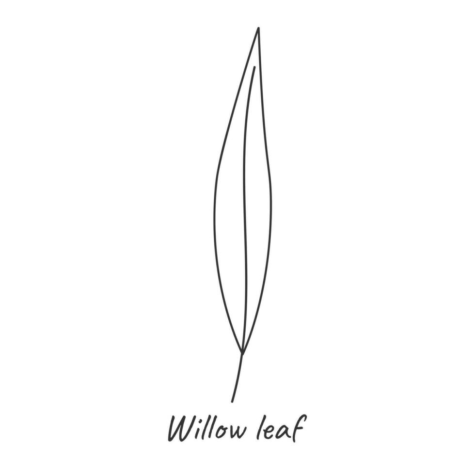 Willow leaf outline. Vector illustration.