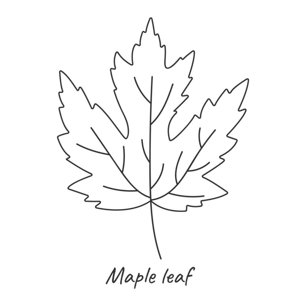 Maple leaf outline. Vector illustration.