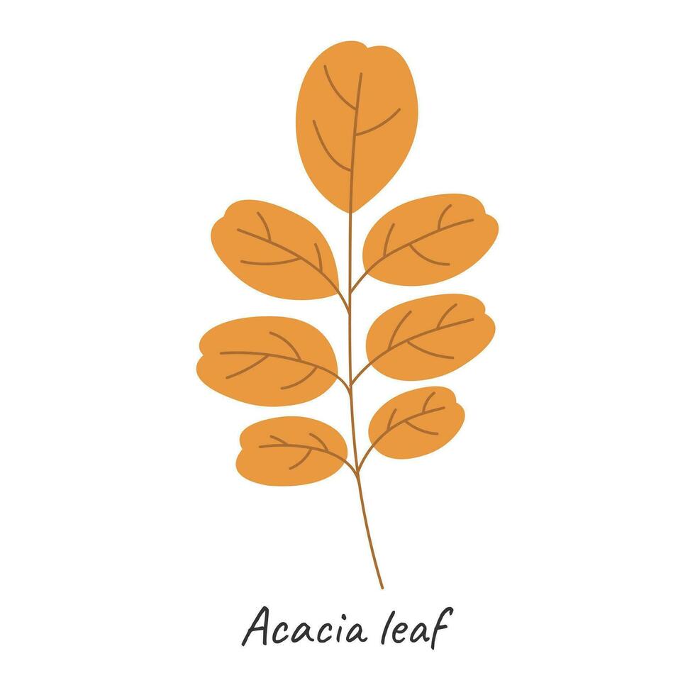 Autumn leaf of acacia. Vector illustration.