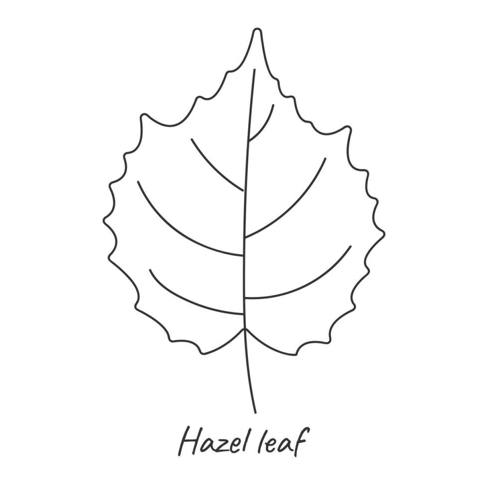Hazel leaf outline. Vector illustration.