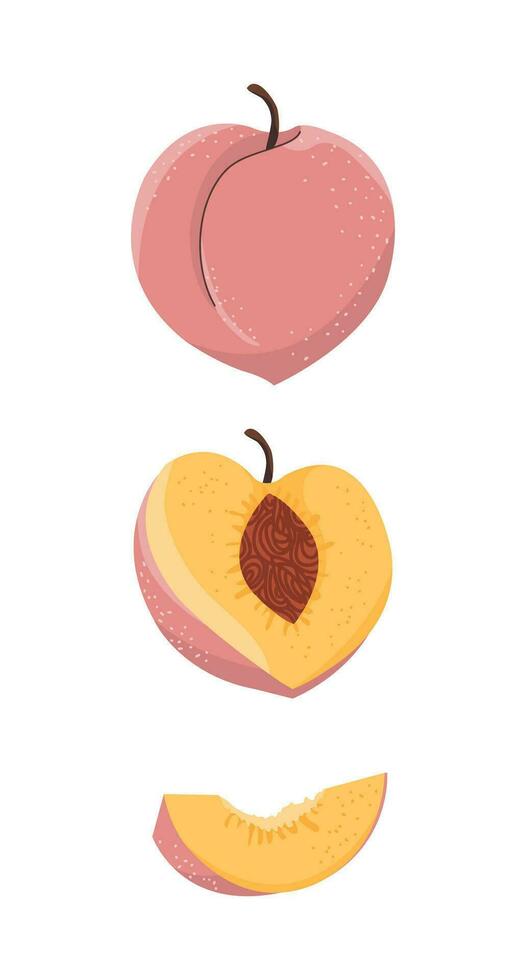 melocotón Fruta vector ilustración