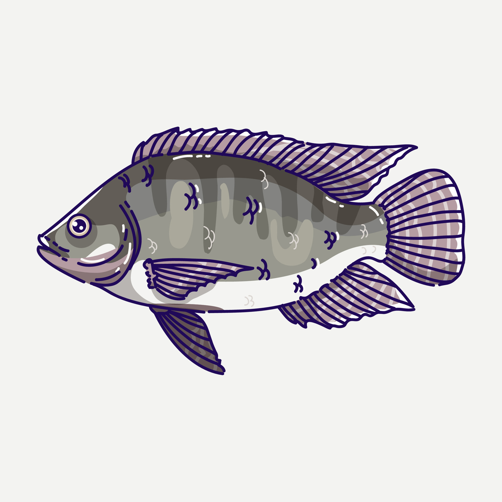 Tilapia Fish Vector Illustration 30771888 Vector Art at Vecteezy