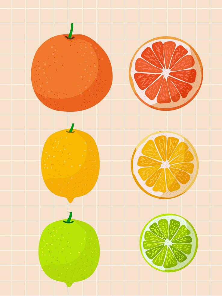 Set Of Citrus Family Illustration vector
