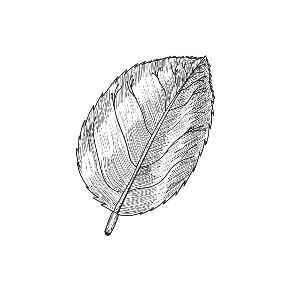 Leaf sketch Vector design