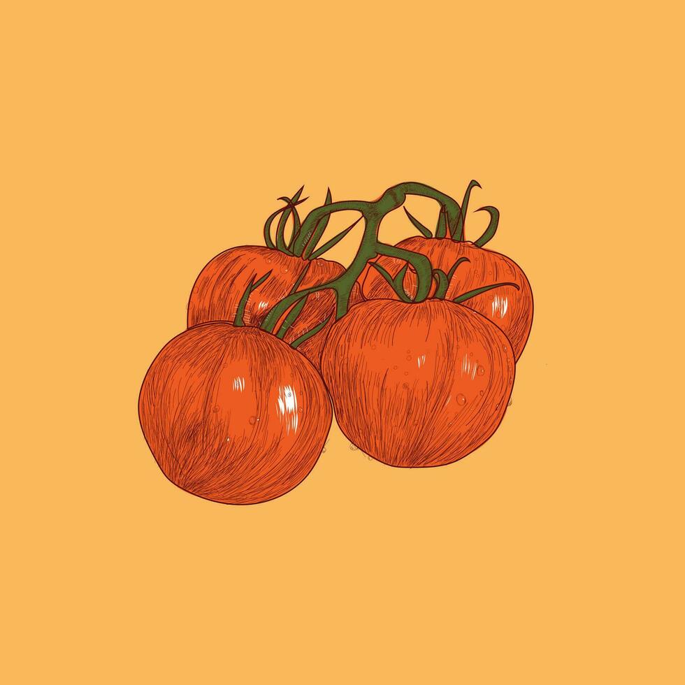 Tomato Sketch vector Illustration design