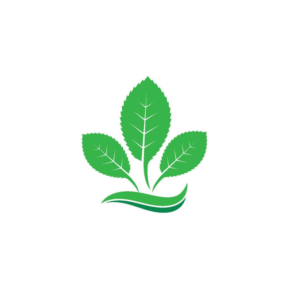 mint leaf illustration vector template