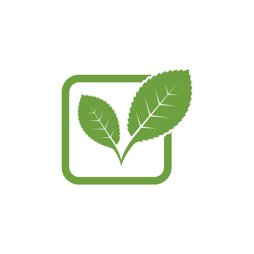 mint leaf illustration vector template
