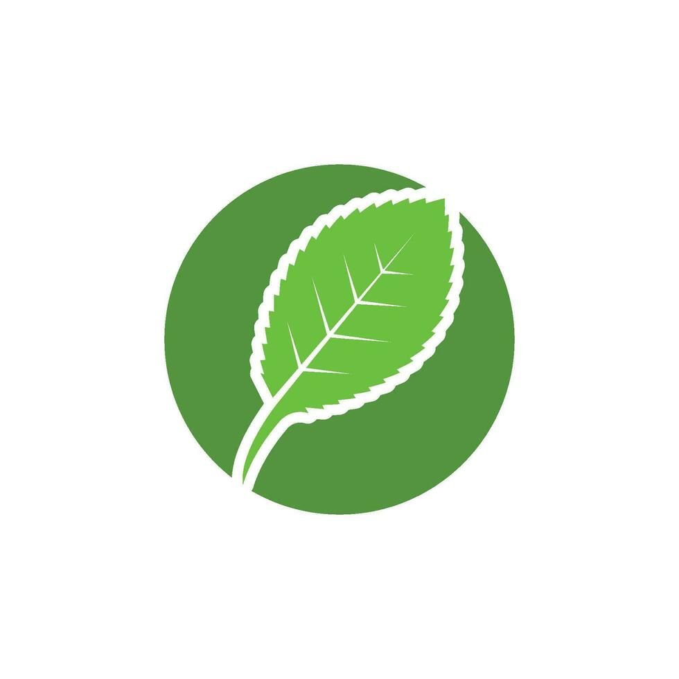 mint leaf illustration vector template