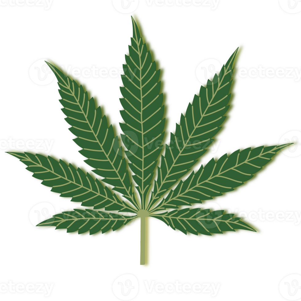 Cannabis Marijuana Leaf with transparent Background . png